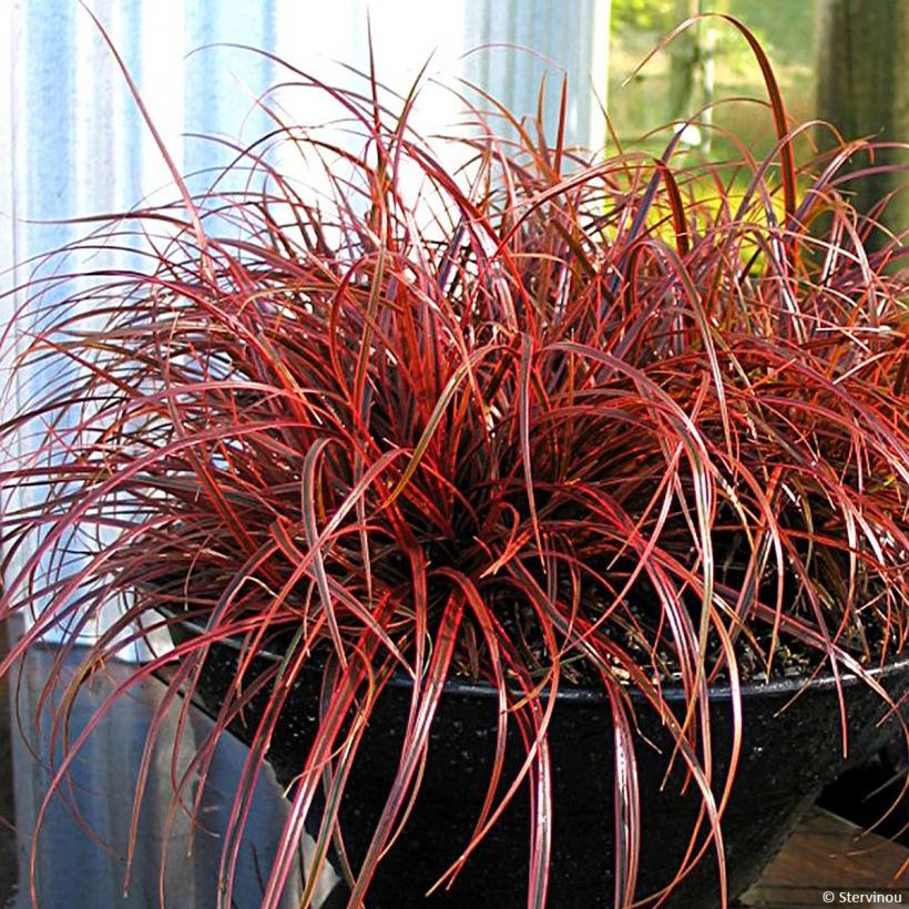 Uncinia rubra Everflame - Mahagonigras (Hafen)