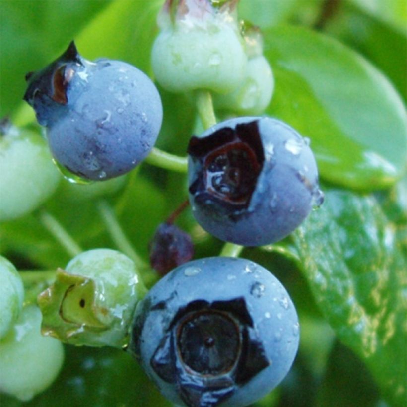 Amerikanische Blaubeere Flamingo - Vaccinium corymbosum (Ernte)