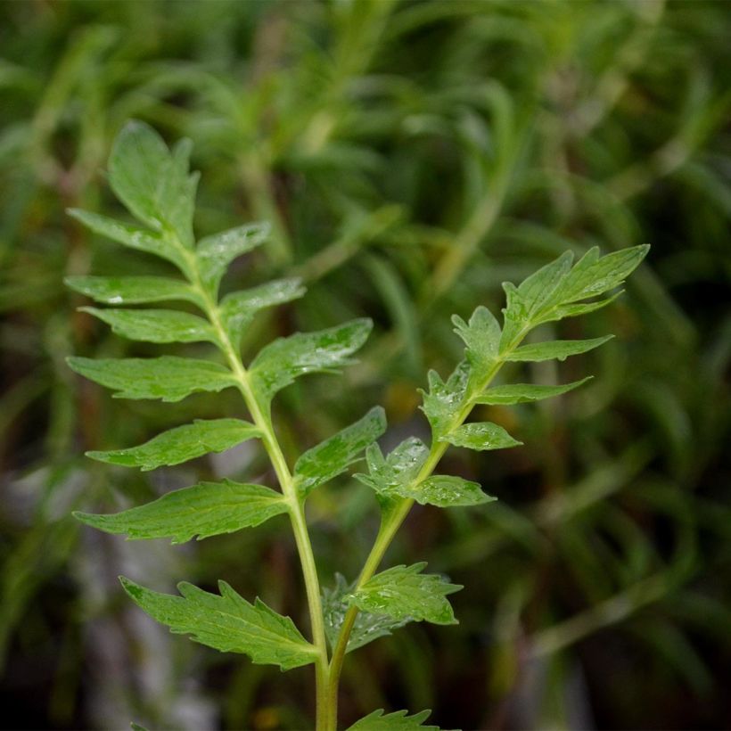 Echter Baldrian - Valeriana officinalis (Laub)