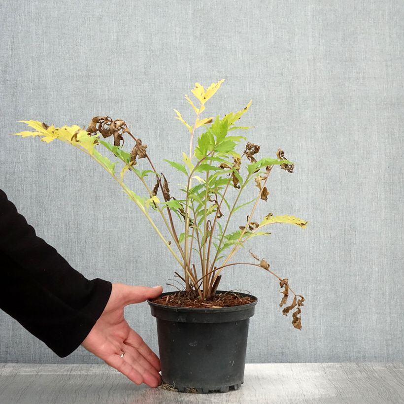 Exemplar von Valériane officinale Pot de 2L/3L wie im Herbst geliefert