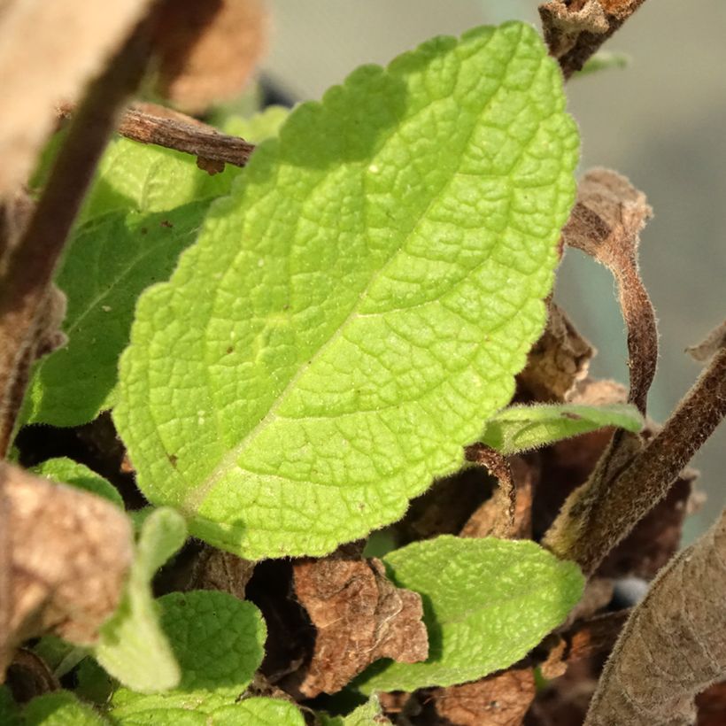 Verbascum Dark Eyes - Königskerze (Laub)