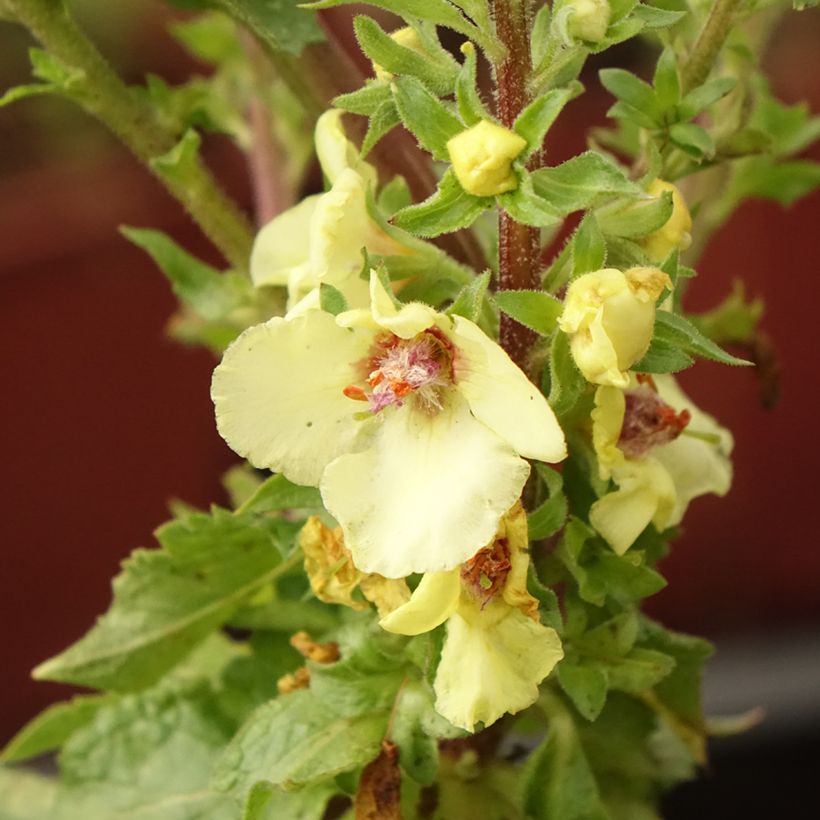 Verbascum Cotswold Queen - Königskerze (Blüte)