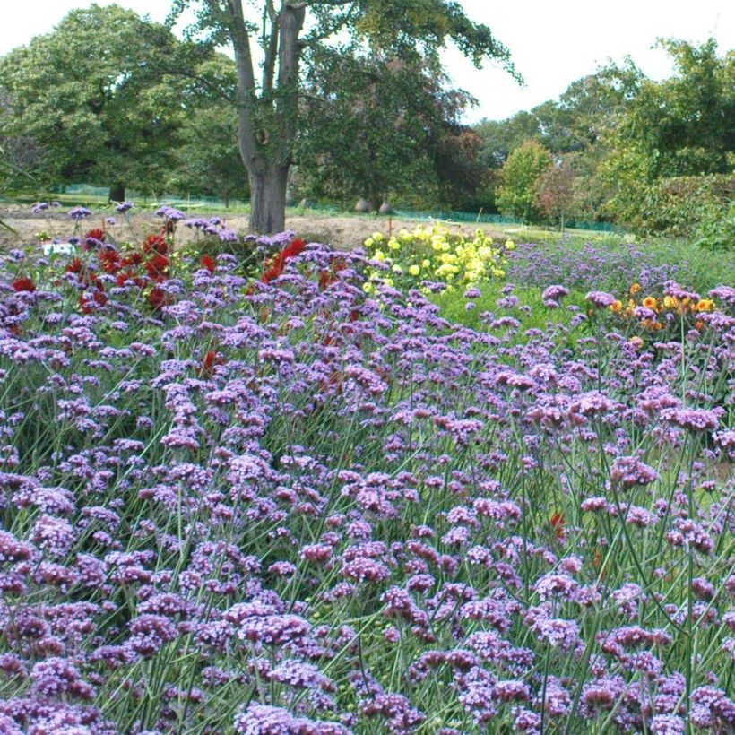 Verbena bonariensis - Argentinisches Eisenkraut (Blüte)