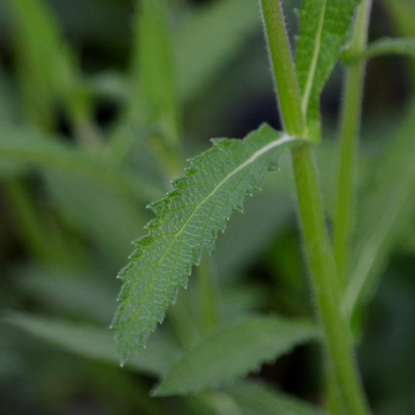 Verbena bonariensis - Argentinisches Eisenkraut (Laub)