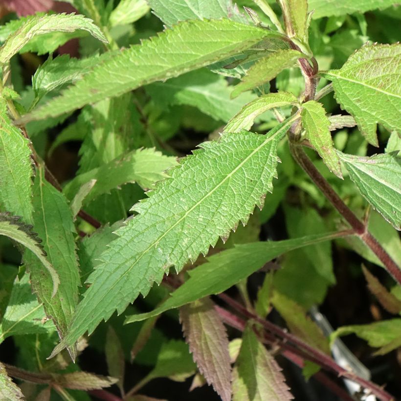 Verbena hastata Blue Spires - Lanzen-Eisenkraut (Laub)