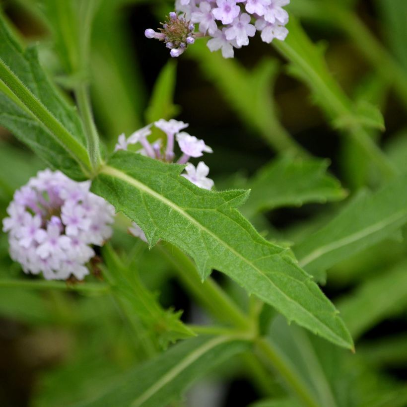 Verbena rigida Polaris - Steifes Eisenkraut (Laub)