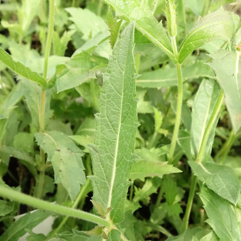 Verbena rigida Venosa - Steifes Eisenkraut (Laub)