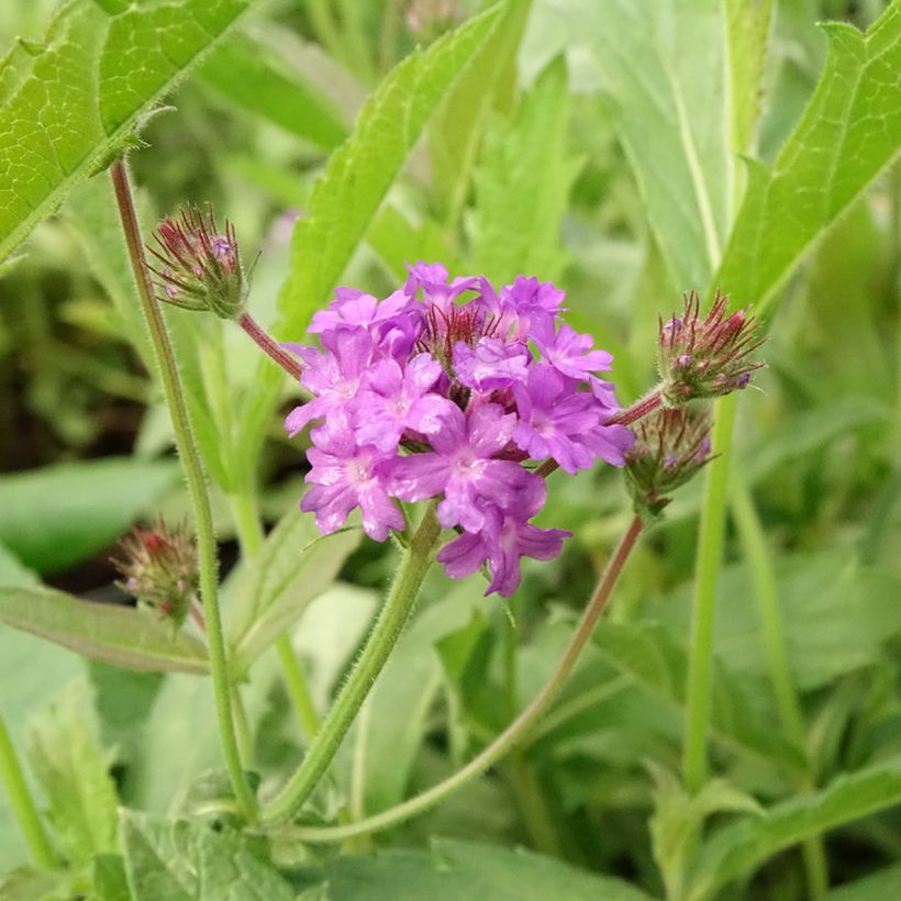 Verbena rigida Venosa - Steifes Eisenkraut (Blüte)