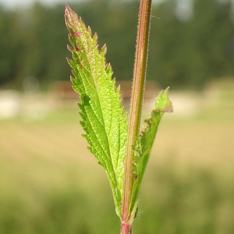 Verbene Lavender Spires (Laub)