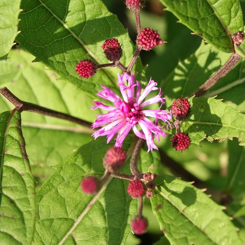 Vernonia arkansana - Arkansas-Scheinaster (Blüte)