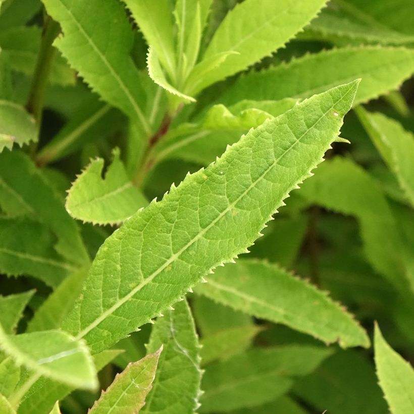 Vernonia crinita Vernonia crinita - Scheinaster (Laub)