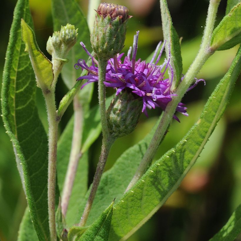 Vernonia gigantea - Hohe Scheinaster (Laub)