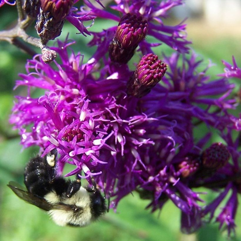 Vernonia gigantea - Hohe Scheinaster (Blüte)