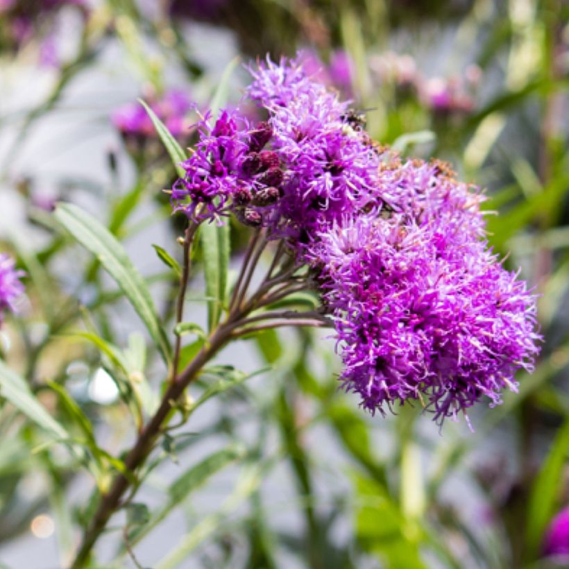 Vernonia lettermannii - Lettermanns Scheinaster (Blüte)