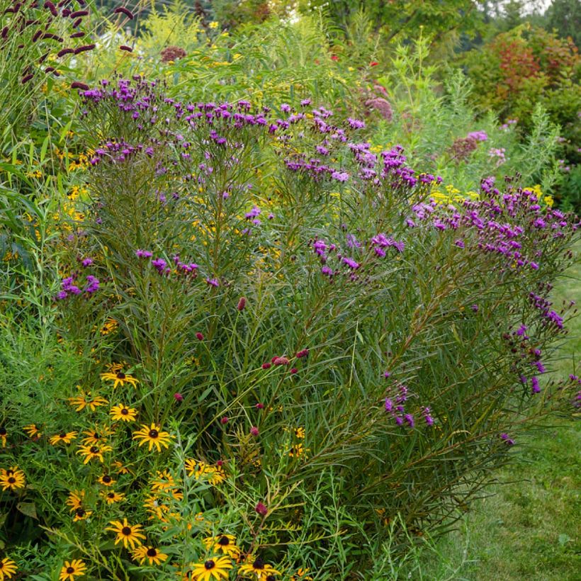 Vernonia lettermannii - Lettermanns Scheinaster (Hafen)