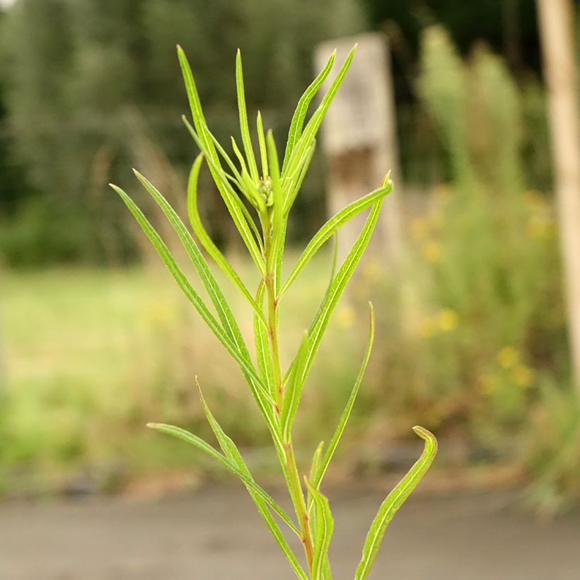 Vernonia lettermannii - Lettermanns Scheinaster (Laub)