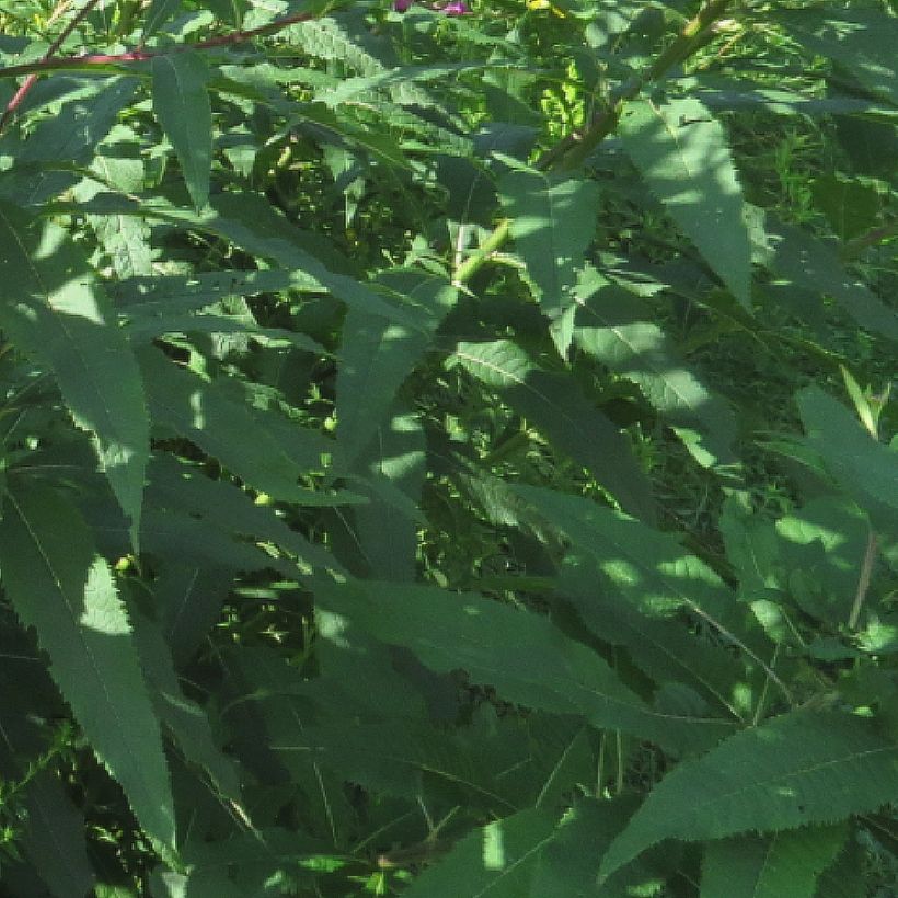 Vernonia missurica - Missouri-Scheinaster (Laub)