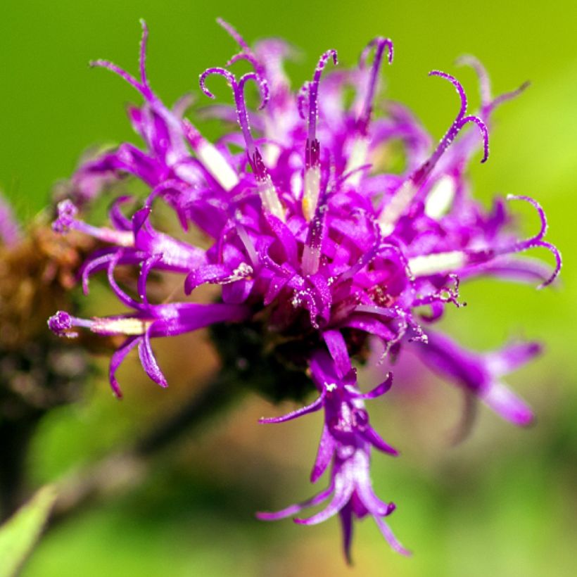 Vernonia missurica - Missouri-Scheinaster (Blüte)