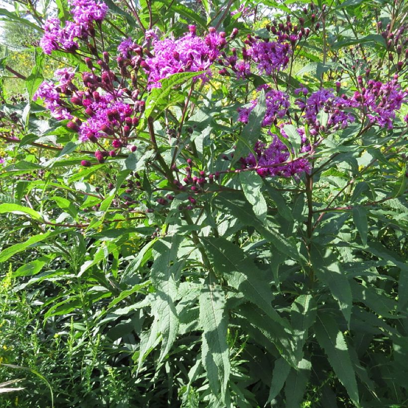 Vernonia missurica - Missouri-Scheinaster (Hafen)