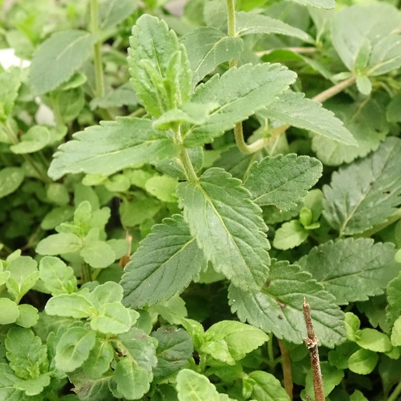 Veronica austriaca Royal Blue - Österreichischer Ehrenpreis (Laub)