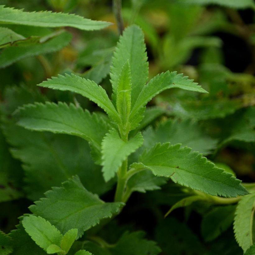 Langblättriger Ehrenpreis - Veronica longifolia (Laub)