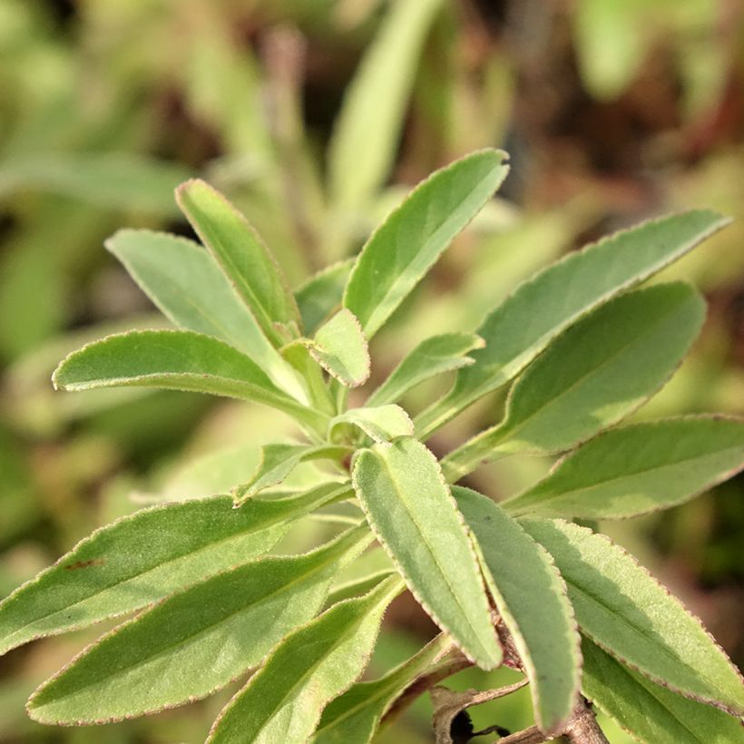 Ähriger Ehrenpreis Erika - Veronica spicata (Laub)