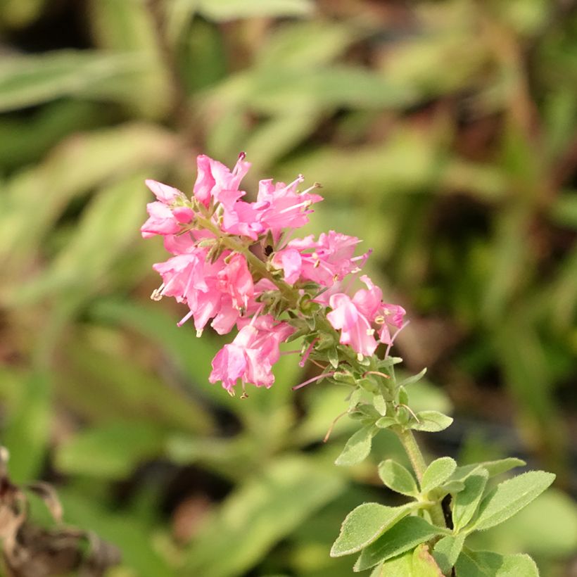 Ähriger Ehrenpreis Erika - Veronica spicata (Blüte)