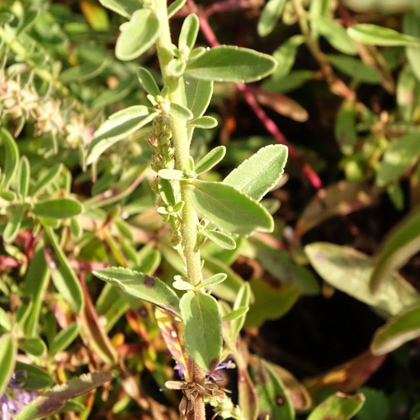 Ähriger Ehrenpreis Nana Blue - Veronica spicata (Laub)