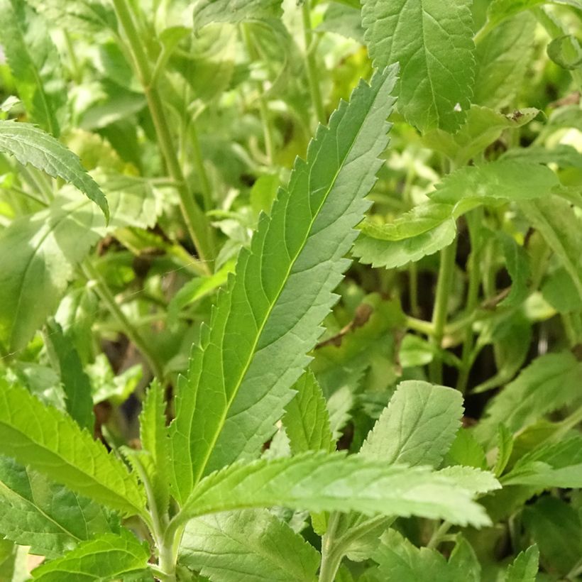 Ähriger Ehrenpreis Rotfuchs - Veronica spicata (Laub)