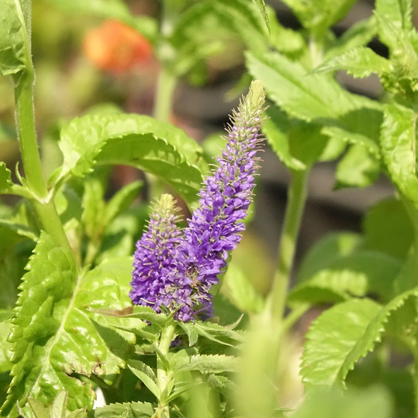 Veronica Sunny Border Blue - Ehrenpreis (Blüte)