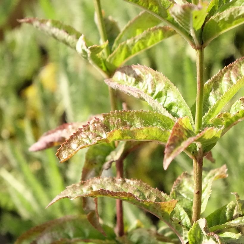 Veronicastrum virginicum Cupid - Virginischer Arzneiehrenpreis (Laub)