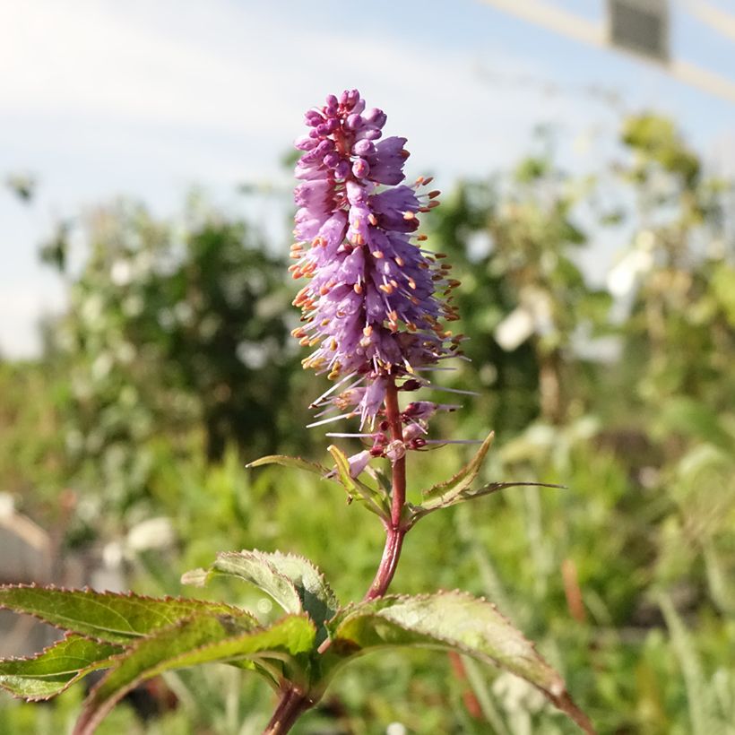 Veronicastrum virginicum Cupid - Virginischer Arzneiehrenpreis (Blüte)