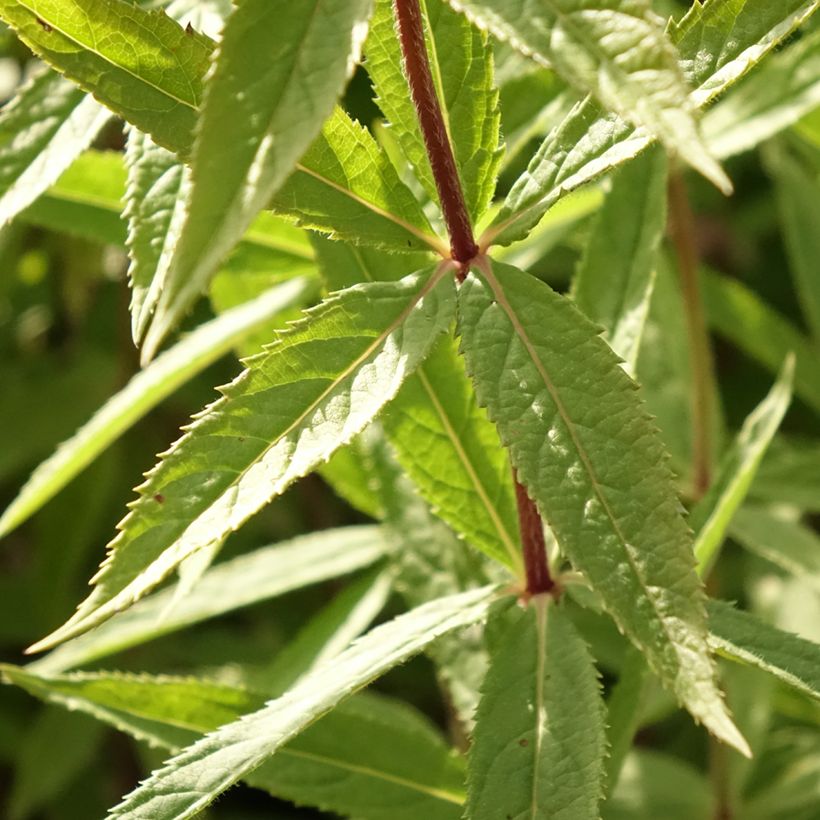 Veronicastrum virginicum Diane - Virginischer Arzneiehrenpreis (Laub)