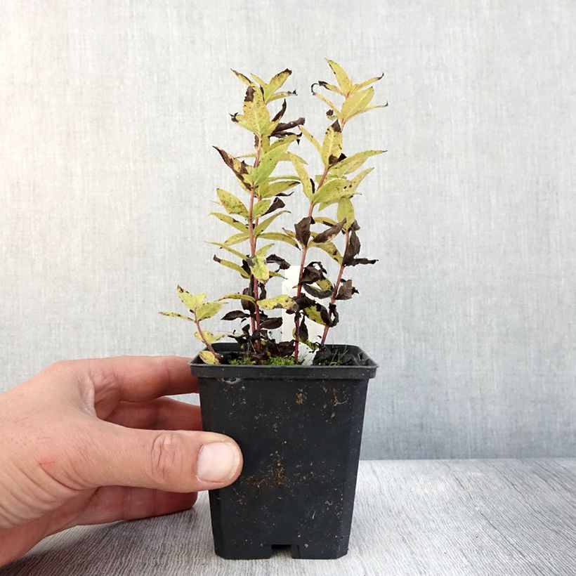 Exemplar von Veronicastrum virginicum Kleine Erika - Véronique de Virginie Pot de 9 cm wie im Herbst geliefert