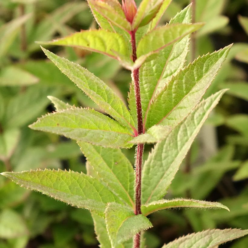 Veronicastrum virginicum Kleine Erika - Virginischer Arzneiehrenpreis (Laub)