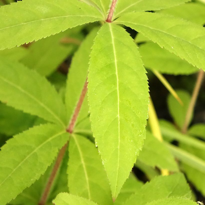 Veronicastrum virginicum Temptation - Virginischer Arzneiehrenpreis (Laub)