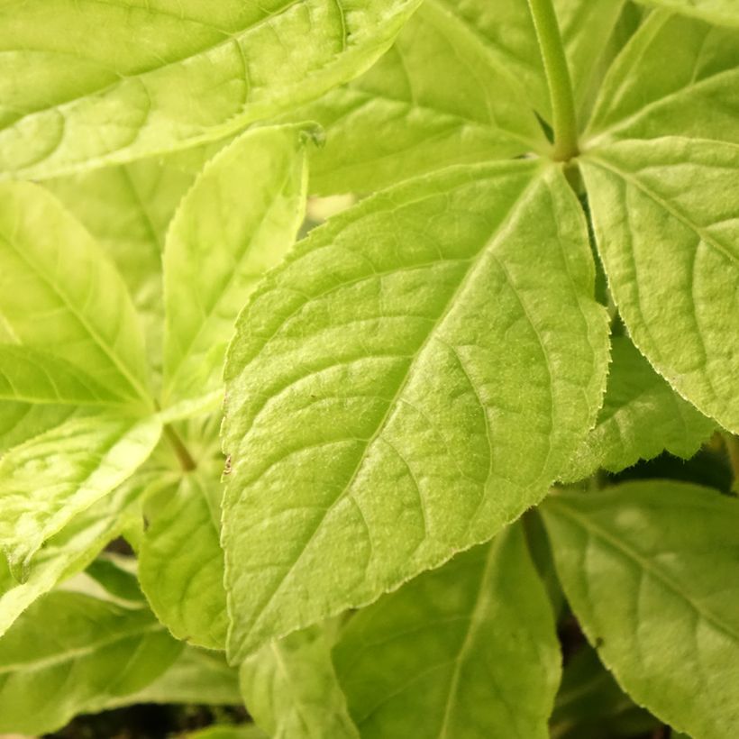 Veronicastrum virginicum Apollo - Virginischer Arzneiehrenpreis (Laub)