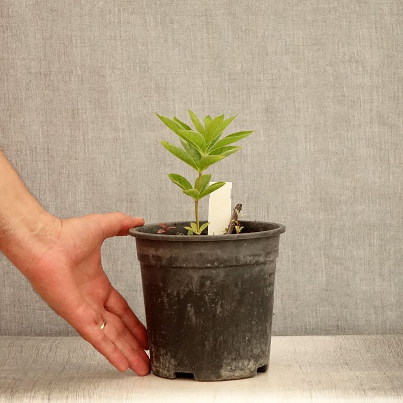 Exemplar von Véronique Apollo - Veronicastrum virginicum Apollo - Pot de 2L/3L wie im Sommer geliefert