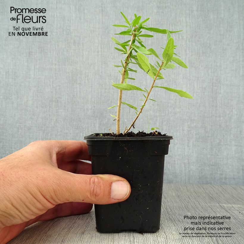 Exemplar von Verveine d'Argentine - Aloysia polystachya BIO Godet de 7/8 cm wie im Herbst geliefert