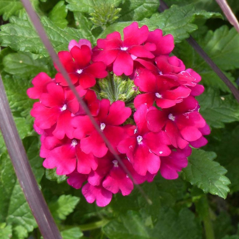 Verbene Virgo Burgundy (Blüte)