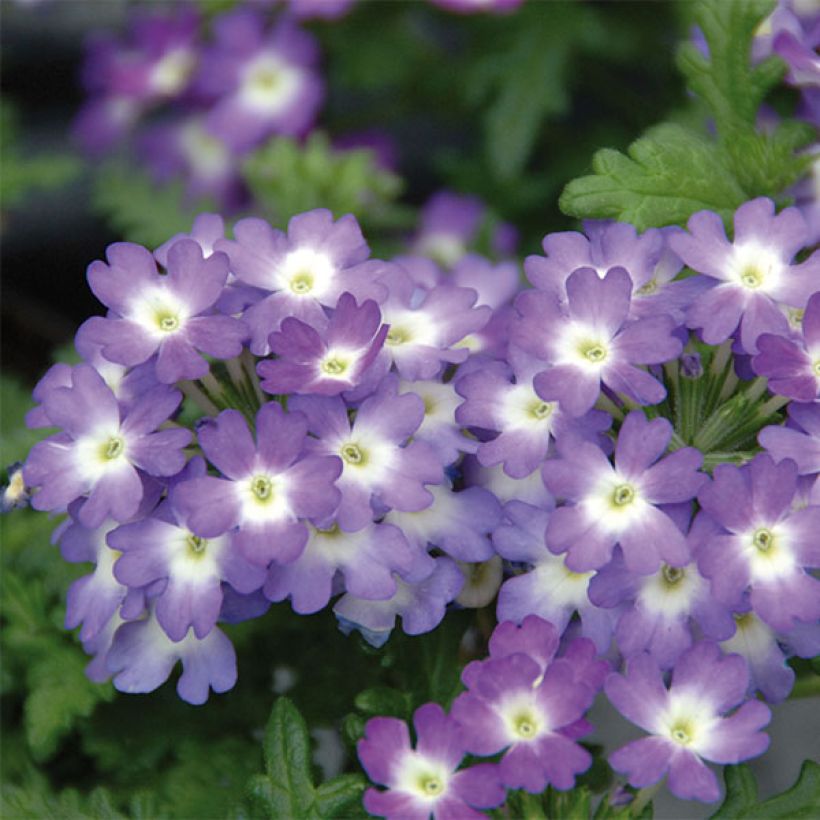 Verbene Lavender White (Blüte)