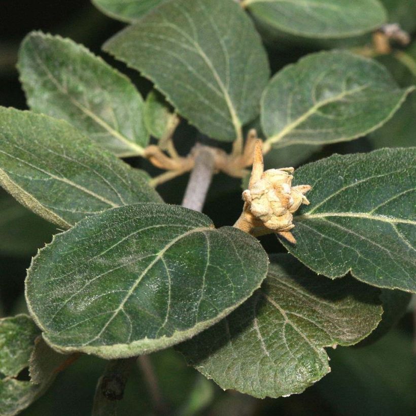 Großblumiger Duftschneeball - Viburnum carlcephalum (Laub)