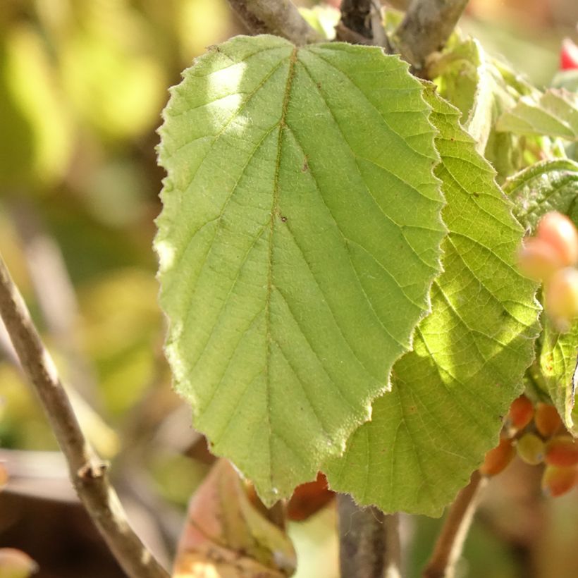 Breitdoldiger Schneebal Michael Dodge - Viburnum dilatatum (Laub)