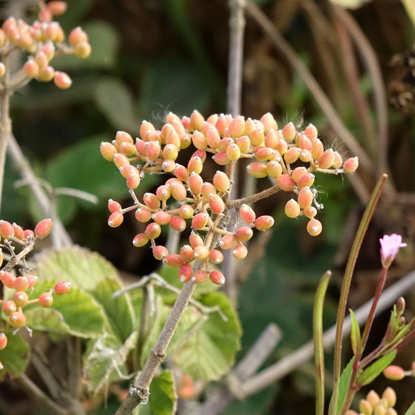 Breitdoldiger Schneebal Michael Dodge - Viburnum dilatatum (Ernte)