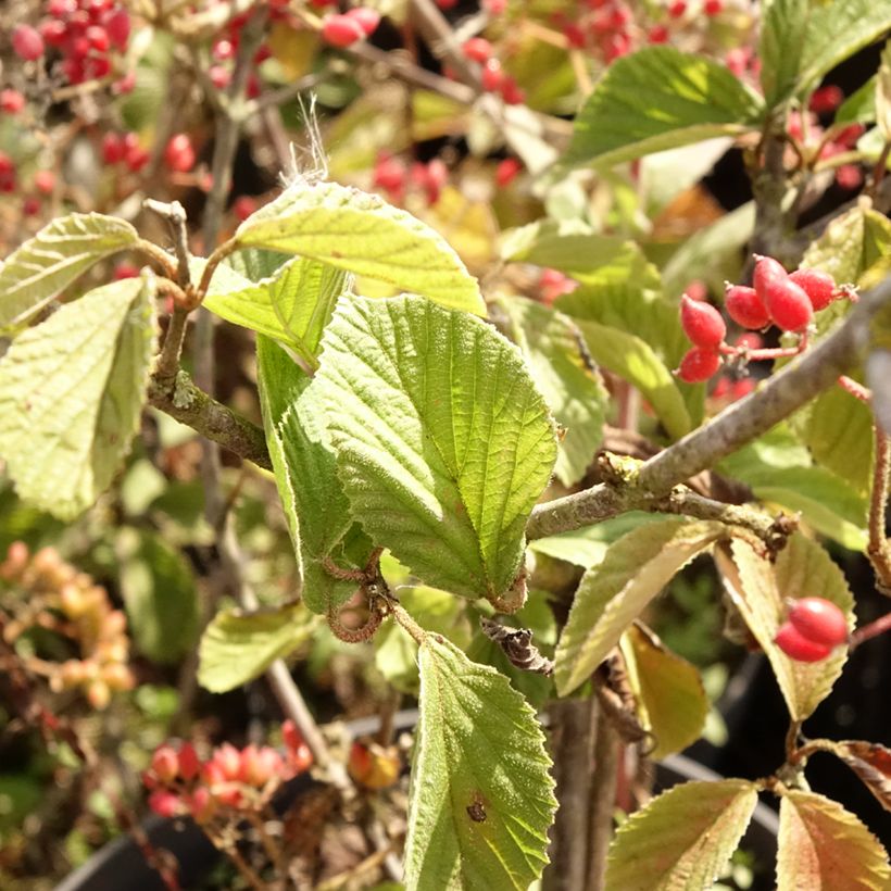 Breitdoldiger Schneebal Sealing Wax - Viburnum dilatatum (Laub)