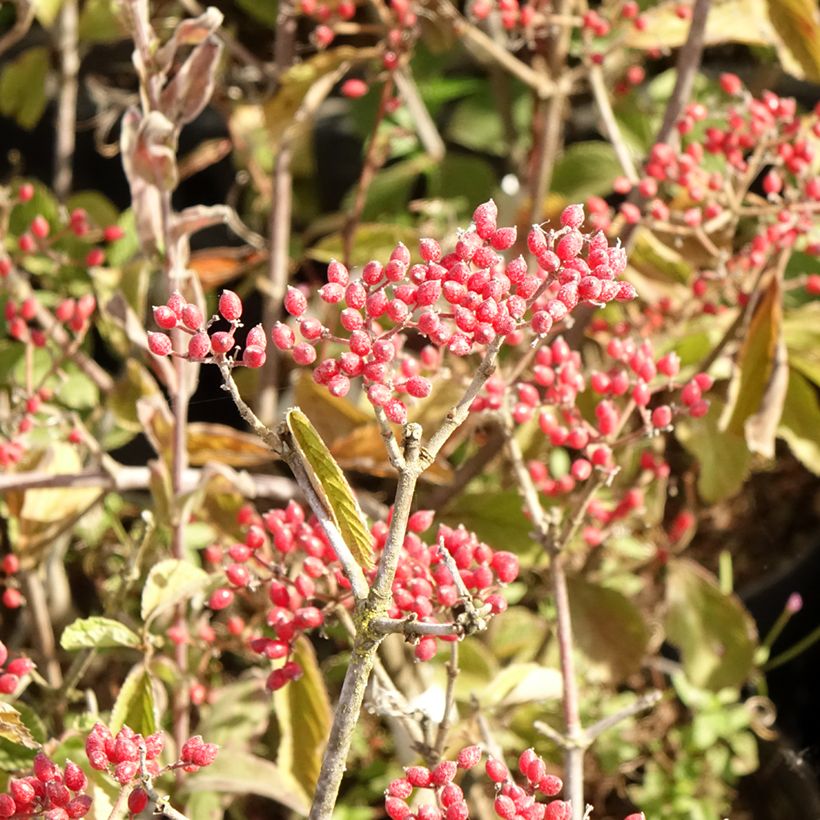 Breitdoldiger Schneebal Sealing Wax - Viburnum dilatatum (Ernte)