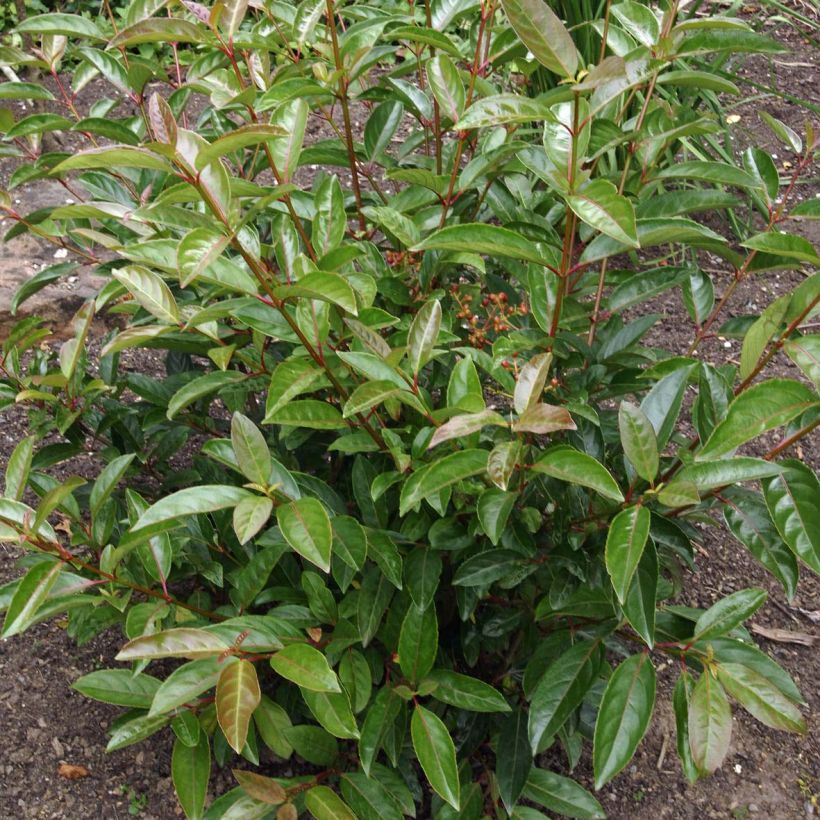 Schneeball Le Bois Marquis - Viburnum (Laub)