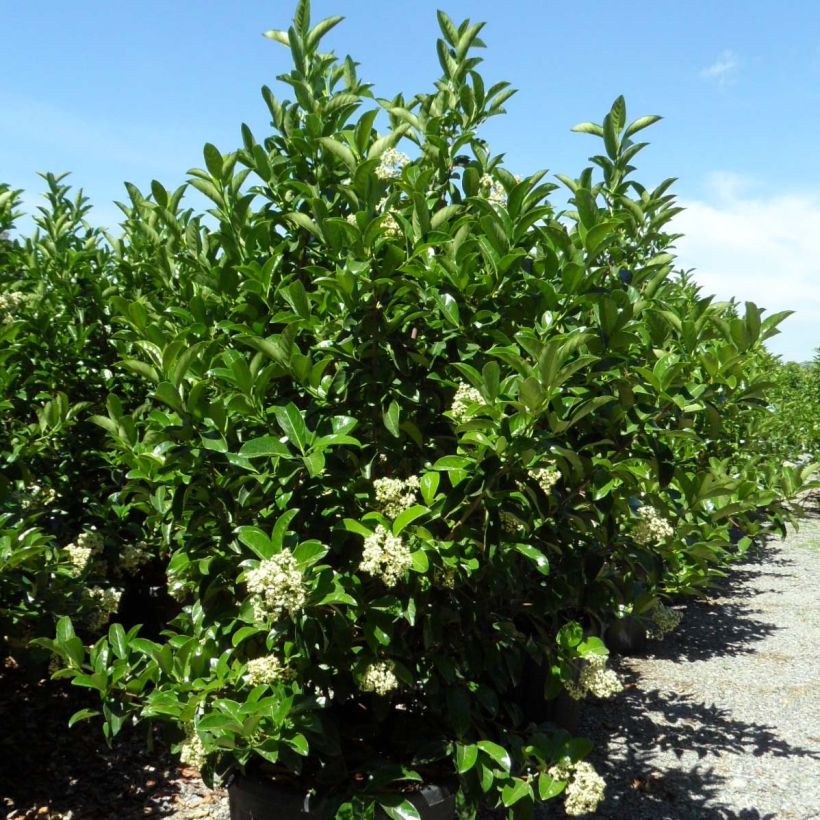 Glänzender Schneeball - Viburnum lucidum (Hafen)