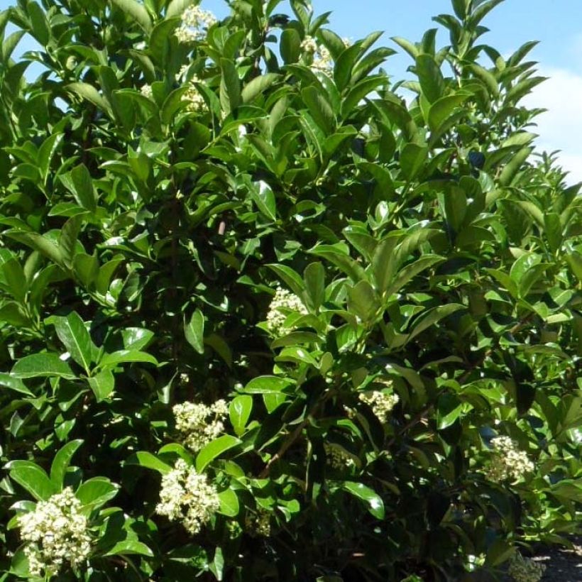 Glänzender Schneeball - Viburnum lucidum (Laub)