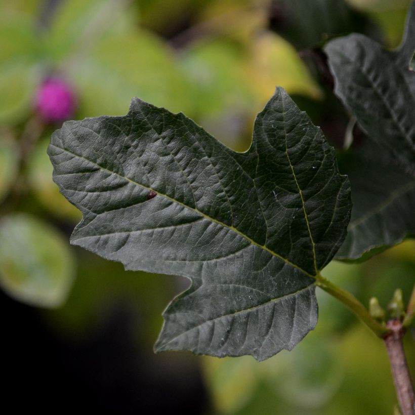 Gewöhnlicher Schneeball Compactum - Viburnum opulus (Laub)